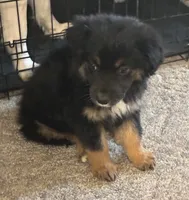 Little man, a male Australian Shepherd for sale in Fort Morgan, CO – Photo 3 of 4