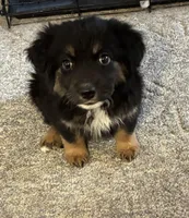 Little man, a male Australian Shepherd for sale in Fort Morgan, CO – Photo 1 of 4