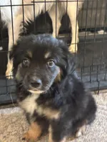 Little man, a male Australian Shepherd for sale in Fort Morgan, CO – Photo 4 of 4