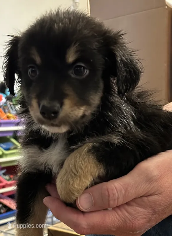 Pink – Australian Shepherd puppy for sale in Fort Morgan, CO