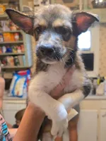 Cookie dough , a female Australian Shepherd and Siberian Husky for sale in Fort Morgan, CO – 4 of 4