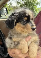 Four, a male Australian Shepherd for sale in Fort Morgan, CO – 2 of 3