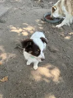 Red, a female Australian Shepherd for sale in Fort Morgan, CO – 2 of 3