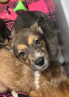 Cookie dough , a female Australian Shepherd and Siberian Husky for sale in Fort Morgan, CO – 1 of 4