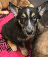 Batgirl, a female Australian Shepherd and Siberian Husky for sale in Fort Morgan, CO – 2 of 3