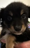Pink, a female Australian Shepherd for sale in Fort Morgan, CO – 2 of 3