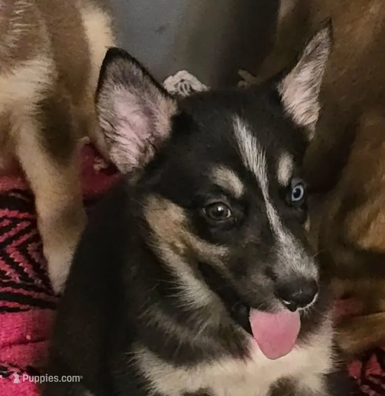 Batgirl – Australian Shepherd, Siberian Husky puppy for sale in Fort Morgan, CO