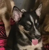 Batgirl, a female Australian Shepherd and Siberian Husky for sale in Fort Morgan, CO – 1 of 3
