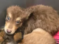 Meadow , a female Australian Shepherd and Siberian Husky for sale in Fort Morgan, CO – 2 of 2