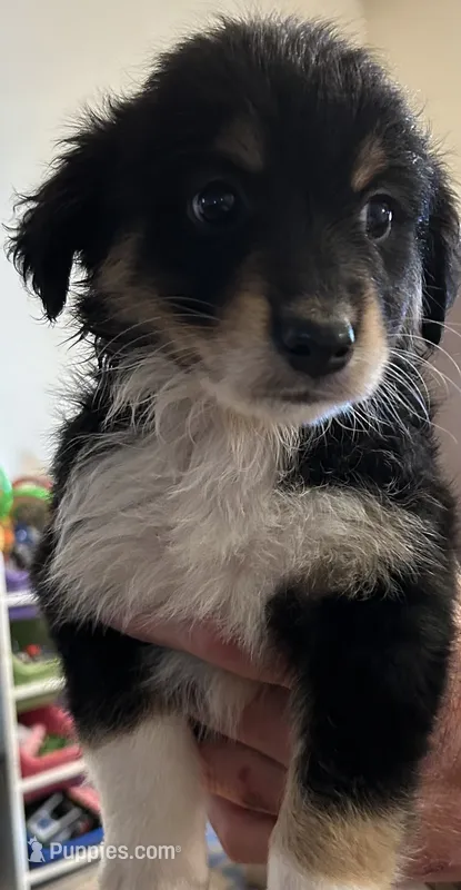 Red – Australian Shepherd puppy for sale in Fort Morgan, CO