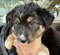 Three, a female Australian Shepherd for sale in Fort Morgan, CO – 2 of 2