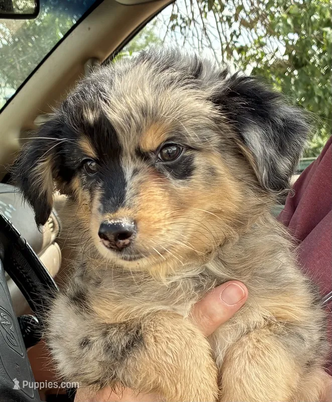 Four – Australian Shepherd puppy for sale in Fort Morgan, CO