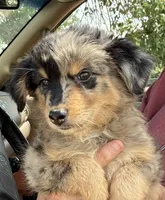 Four, a male Australian Shepherd for sale in Fort Morgan, CO – 1 of 3