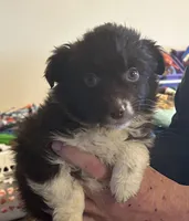 Sassy, a female Australian Shepherd for sale in Fort Morgan, CO – Photo 2 of 2