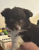 Sassy, a female Australian Shepherd for sale in Fort Morgan, CO – Photo 1 of 2