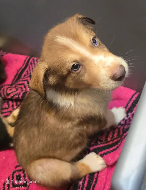Bugs – Australian Shepherd, Siberian Husky puppy for sale in Fort Morgan, CO