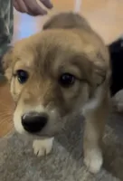 Carmel Swirl, a female Australian Shepherd for sale in Fort Morgan, CO – 3 of 5