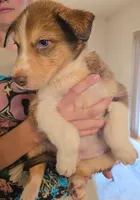 Jester, a male Australian Shepherd and Siberian Husky for sale in Fort Morgan, CO – 2 of 3