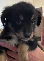 Pink, a female Australian Shepherd for sale in Fort Morgan, CO – 3 of 3