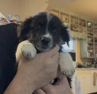Bear, a male Australian Shepherd for sale in Fort Morgan, CO – 4 of 4