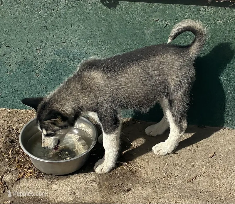 Red – Siberian Husky puppy for sale in Fort Morgan, CO
