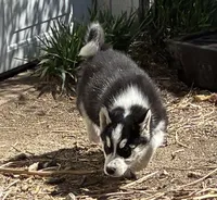 Flash, a male Siberian Husky for sale in Fort Morgan, CO – Photo 1 of 3