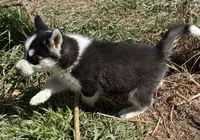 Flash, a male Siberian Husky for sale in Fort Morgan, CO – Photo 3 of 3