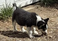 Flash, a male Siberian Husky for sale in Fort Morgan, CO – Photo 2 of 3