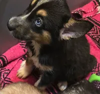 Batgirl, a female Australian Shepherd and Siberian Husky for sale in Fort Morgan, CO – 3 of 3