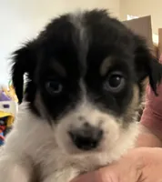Green , a female Australian Shepherd for sale in Fort Morgan, CO – 2 of 3
