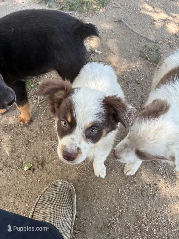 Red – Australian Shepherd puppy for sale in Fort Morgan, CO