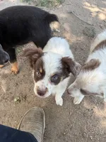 Red, a female Australian Shepherd for sale in Fort Morgan, CO – 1 of 3