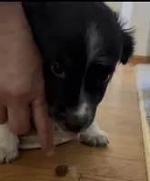 Bear, a male Australian Shepherd for sale in Fort Morgan, CO – 2 of 4