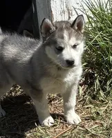 Shasta, a female Siberian Husky for sale in Fort Morgan, CO – Photo 1 of 2