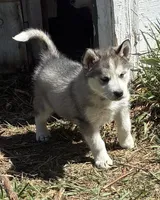 Shasta, a female Siberian Husky for sale in Fort Morgan, CO – Photo 2 of 2