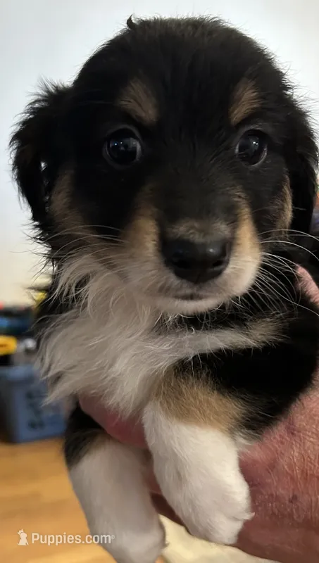Red – Australian Shepherd puppy for sale in Fort Morgan, CO