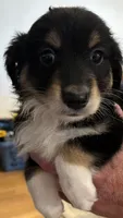 Red, a male Australian Shepherd for sale in Fort Morgan, CO – 2 of 3