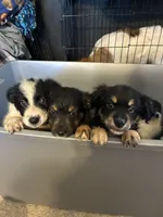 Cream, a male Australian Shepherd for sale in Fort Morgan, CO – 4 of 7