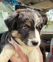 Two, a female Australian Shepherd for sale in Fort Morgan, CO – 2 of 3