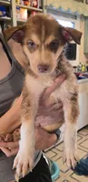 Bugs, a male Australian Shepherd and Siberian Husky for sale in Fort Morgan, CO – 4 of 4