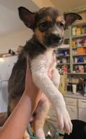 Cookie dough , a female Australian Shepherd and Siberian Husky for sale in Fort Morgan, CO – 3 of 4