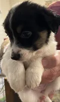 Green , a female Australian Shepherd for sale in Fort Morgan, CO – 3 of 3