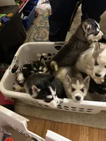 processed/c4b94ea5-cf18-4ae5-a922-42fce34a3c70/listing/bdaec209-fe4b-4b09-8784-822a525e5b8d/c9691980-dd49-45a3-a963-e02edc683720