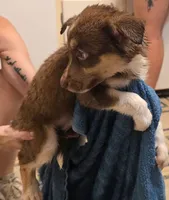 Snickerdoodle , a female Australian Shepherd and Siberian Husky for sale in Fort Morgan, CO – 1 of 3
