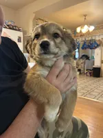 Carmel Swirl, a female Australian Shepherd for sale in Fort Morgan, CO – 5 of 5