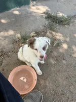 Max, a male Australian Shepherd for sale in Fort Morgan, CO – 2 of 2