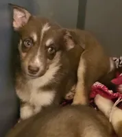 Snickerdoodle , a female Australian Shepherd and Siberian Husky for sale in Fort Morgan, CO – 2 of 3