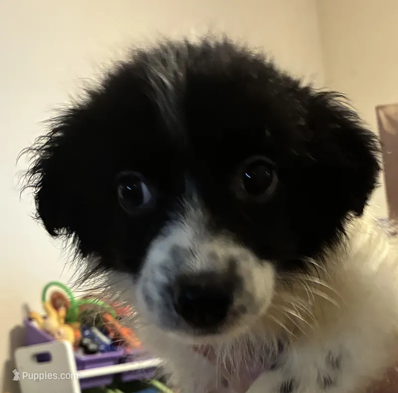 Yellow – Australian Shepherd puppy for sale in Fort Morgan, CO