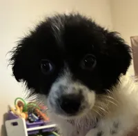Yellow, a female Australian Shepherd for sale in Fort Morgan, CO – 1 of 3