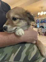 Carmel Swirl, a female Australian Shepherd for sale in Fort Morgan, CO – 4 of 5